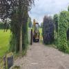 images/knippen-snoeien/snoeien/20240604_145322.jpg